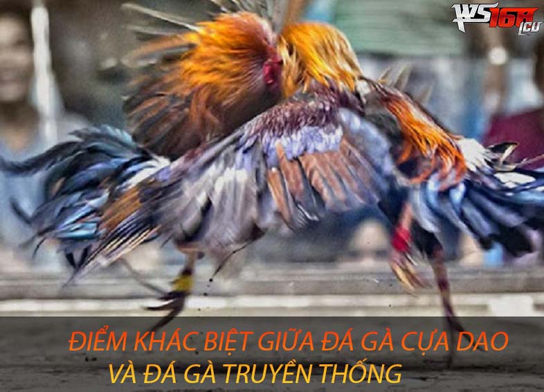 Điểm khác biệt giữa hai loại hình đá gà