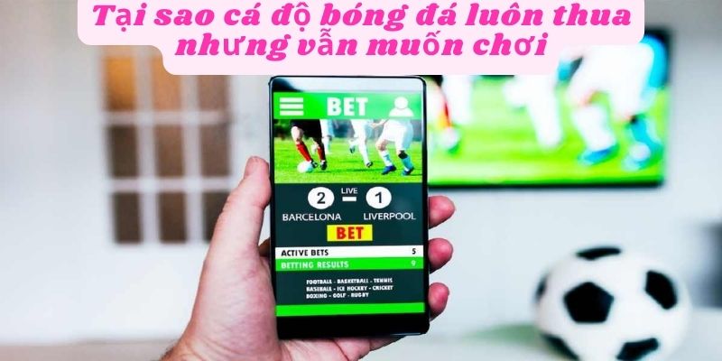 Tại sao cá độ bóng đá luôn thua nhưng vẫn chơi